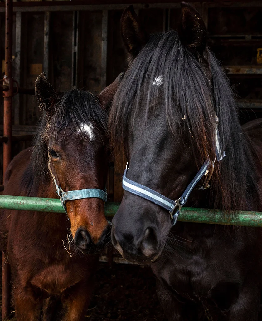 Two horses nuzzling